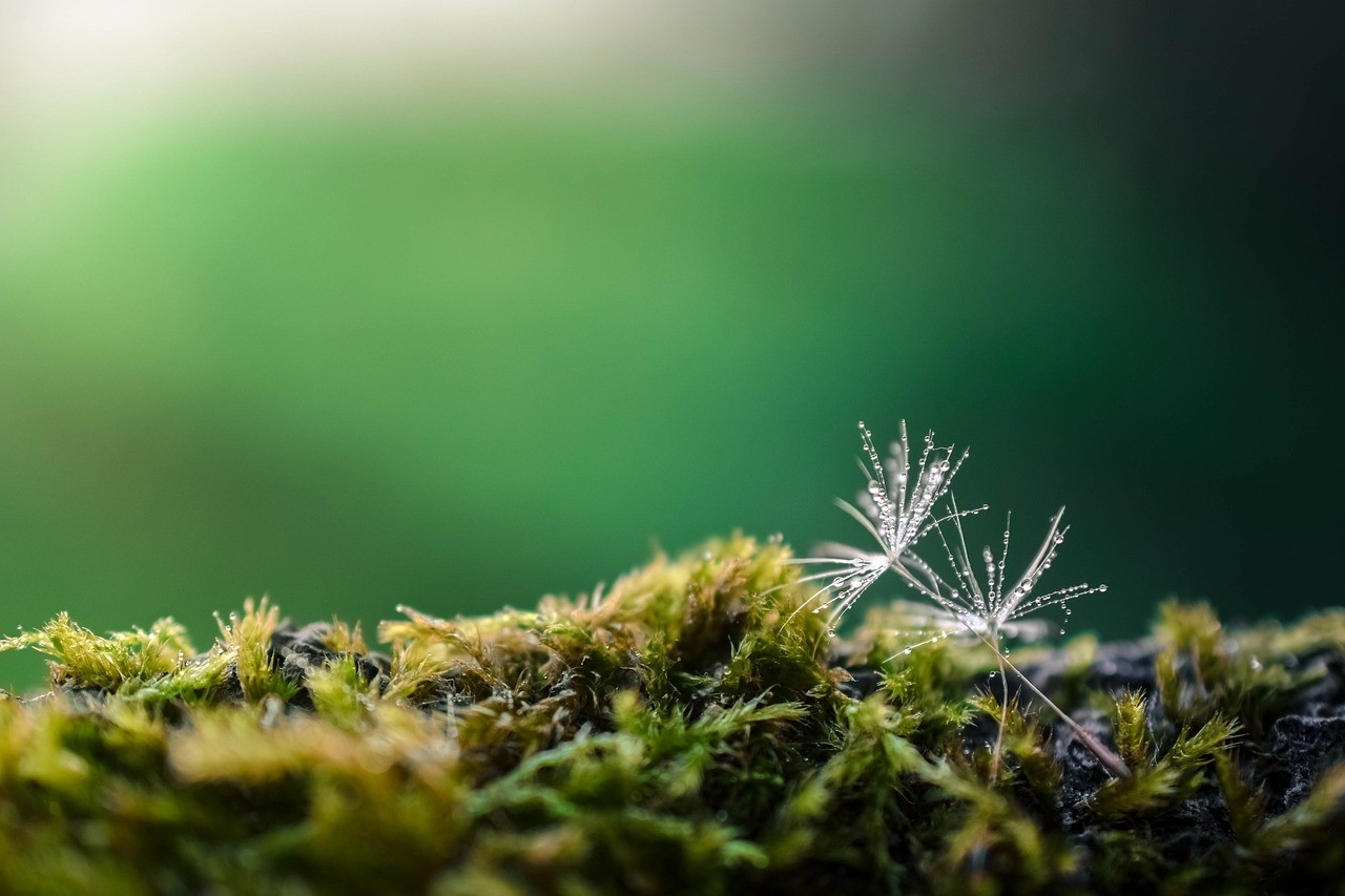 dandelion-1737324_1280 (1)