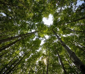 thailand-4737831_1280