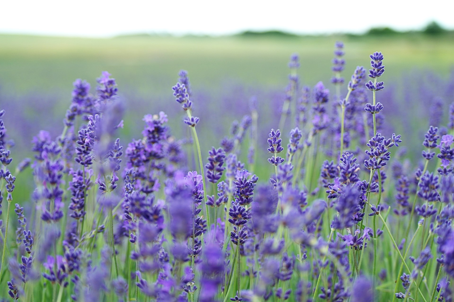 annie-spratt-NrflUuJJK0I-unsplash