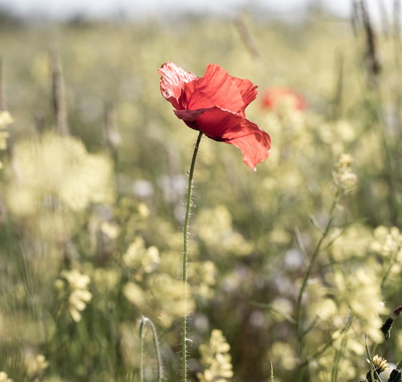 diana-parkhouse-kMiQ8yTGAP8-unsplash